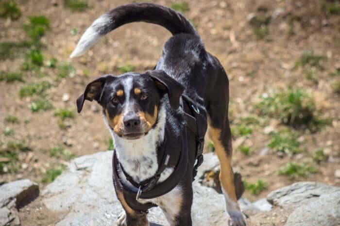 Straßenhund Enzo hofft auf eine lebenswerte Zukunft